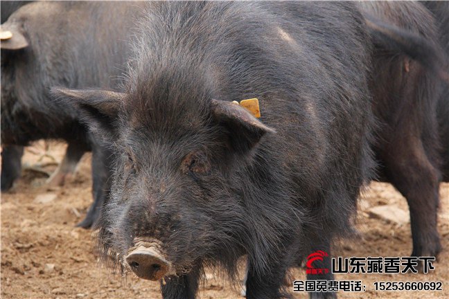 藏香猪喂养饲料营养分析