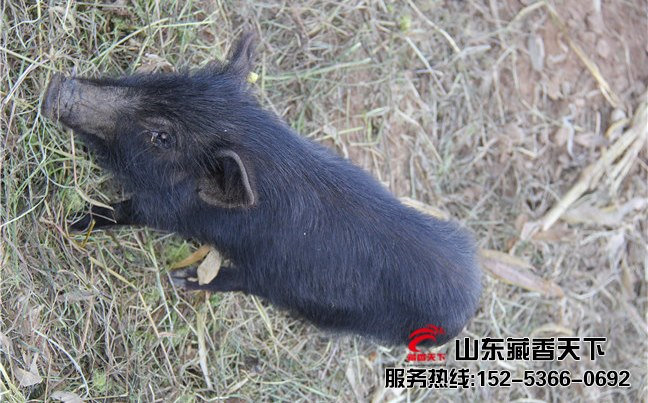 山东威海藏香猪养殖基地