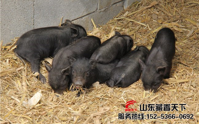 西藏藏香猪养殖企业
