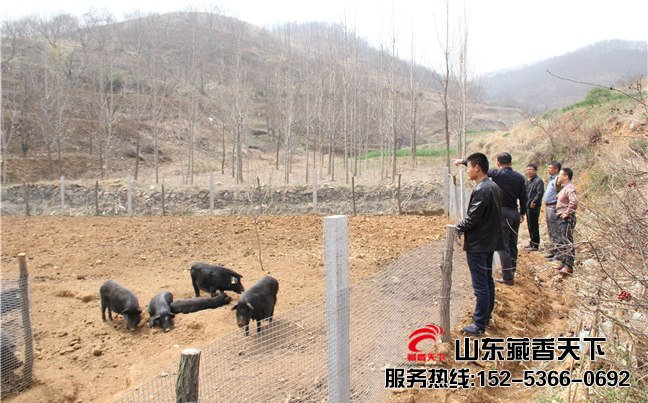香格里拉藏香猪养殖合作社
