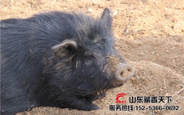 西藏香猪市场需求