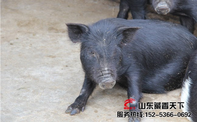 林芝藏香猪产量