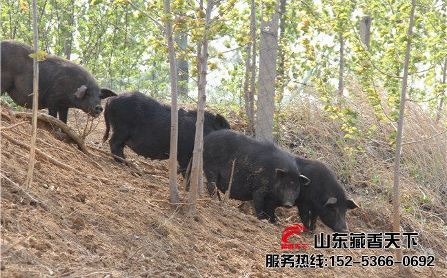 西藏林芝县藏香猪养殖基地