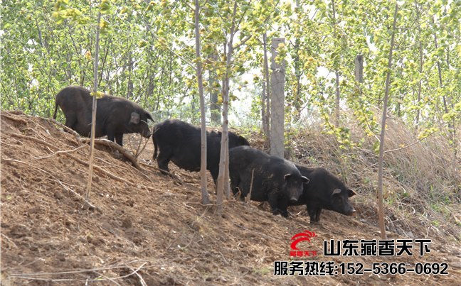 林芝藏香猪产量