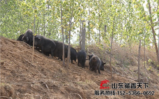 西藏藏香猪养殖企业