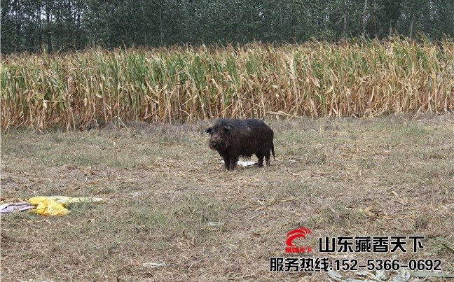 西藏林芝县藏香猪养殖基地