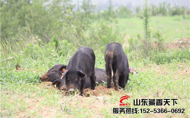 林芝市藏香猪养殖规模