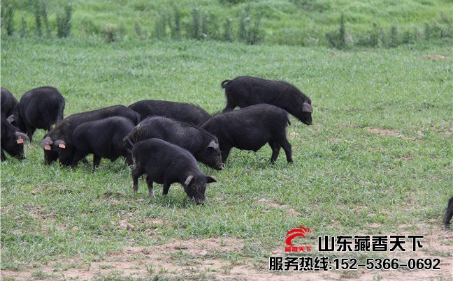 林芝市藏香猪养殖规模