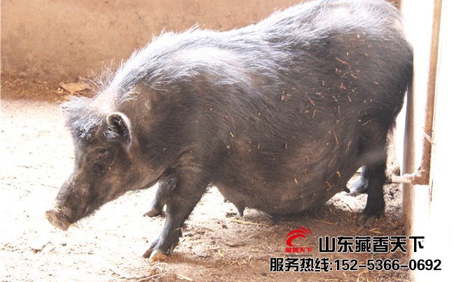 林芝藏香猪养殖周期