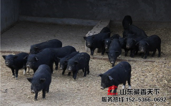 山东威海藏香猪养殖基地