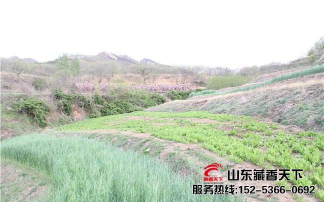 山东藏香猪养殖基地