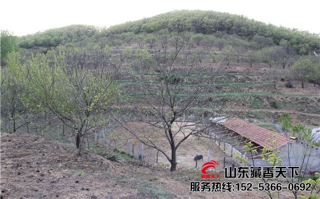 山东藏香猪养殖基地