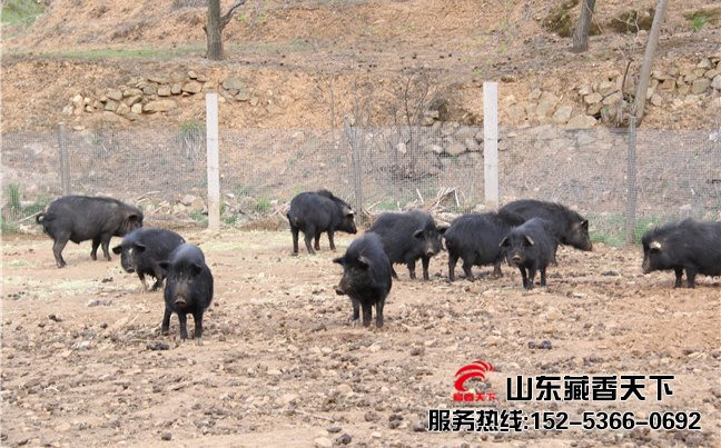 西藏香猪养殖场