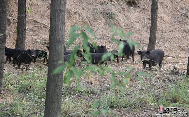 藏香猪养殖符合国家生态养殖政策