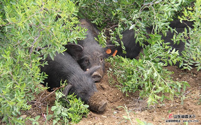 藏香猪养殖成本低效益高