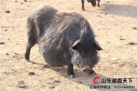 藏香猪怀孕母猪