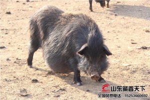 藏香猪怀孕母猪