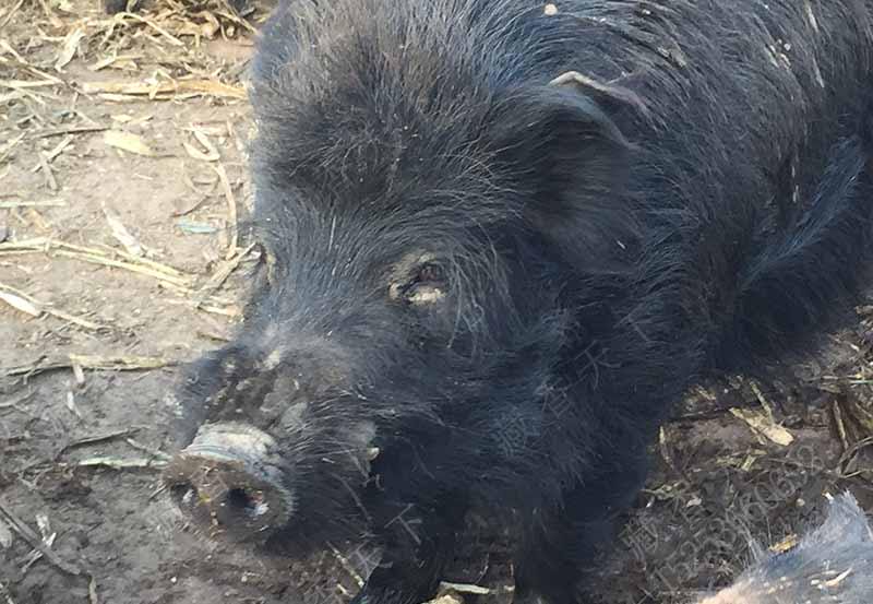 西藏藏香猪养殖场