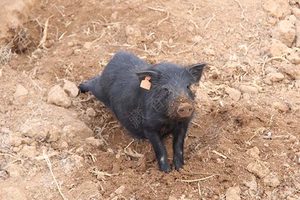 藏香猪猪苗（母猪20斤）