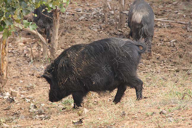 山东藏香猪养殖的知识