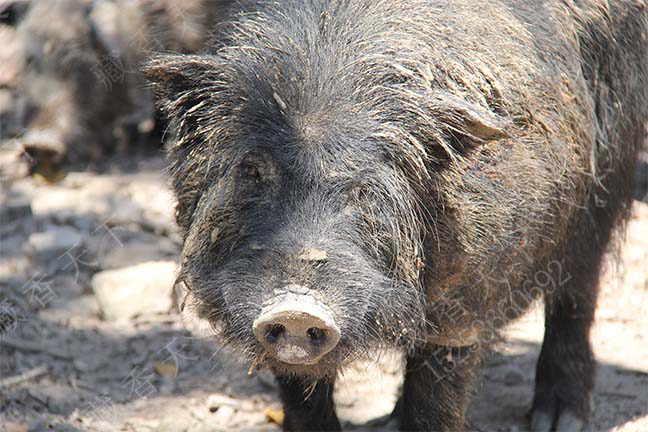 山东藏香猪价格及配种方式