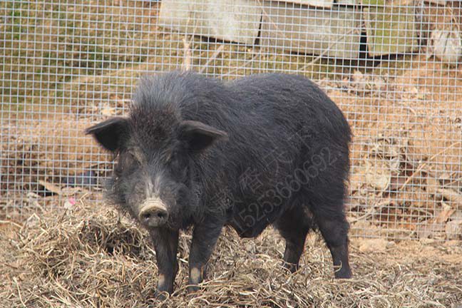 藏香猪引种到山东会不会不适应
