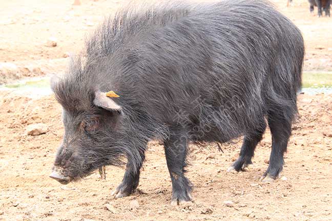 藏香猪如何销售出去