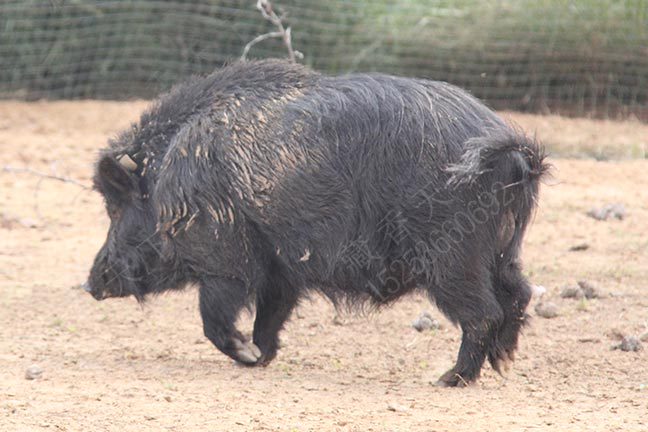 藏香猪生活环境中驱虫知识点