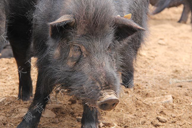 藏香猪放牧条件
