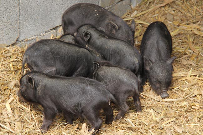 发酵饲料喂养藏香猪