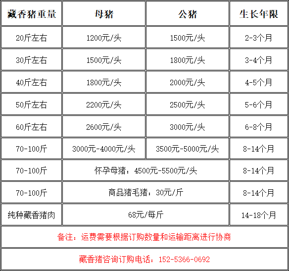 藏香猪市场价格