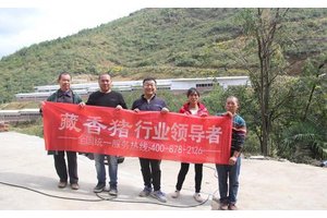 重庆刘总考察订购藏香猪