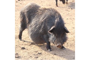 藏香猪怀孕母猪