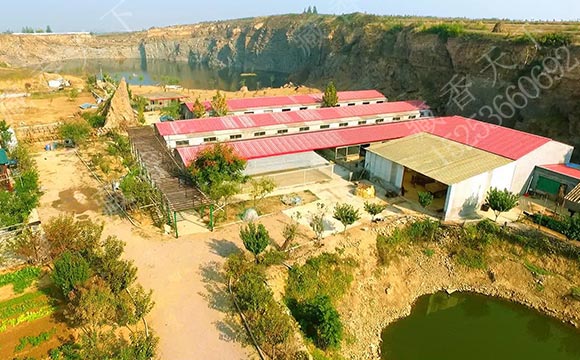 藏香猪养殖场介绍
