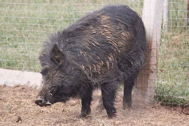 藏香猪养殖环境及土质条件