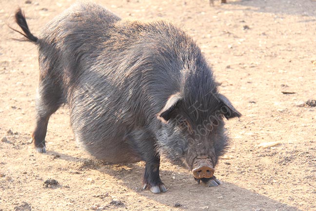 藏香猪科学喂养可以提高藏香猪肉品质