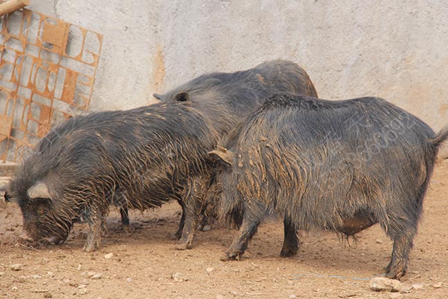 拉萨藏香猪市场价格及营养价值