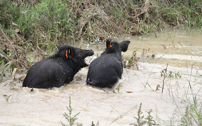 藏香猪养殖属于原生态养殖