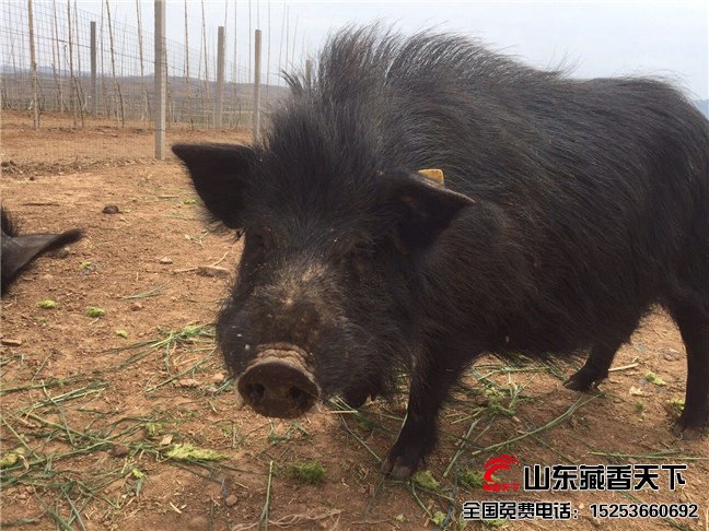 藏香猪特点之消化功能