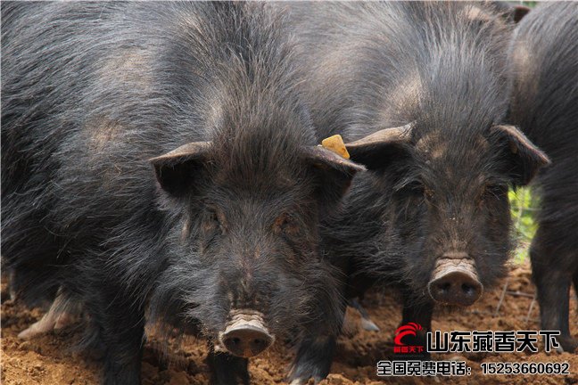 碳水化合物与藏香猪营养