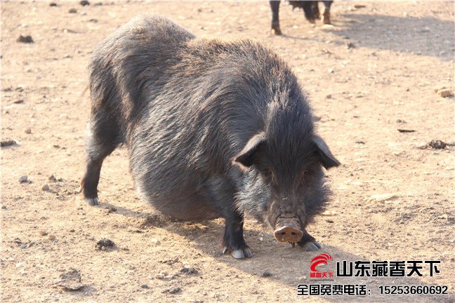 碳水化合物与藏香猪营养