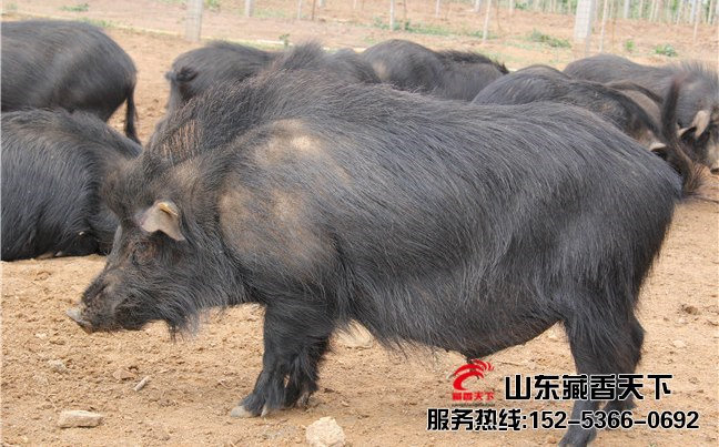 藏香猪市场上好卖不