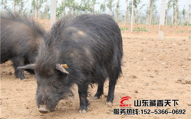 藏香猪销售市场