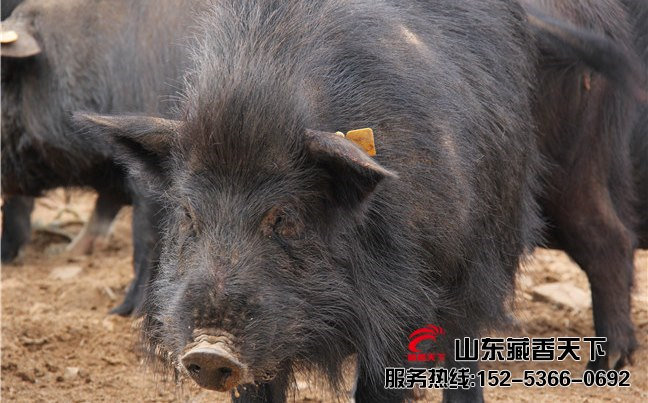藏香猪市场上好卖不
