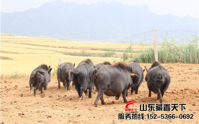 高原藏香猪