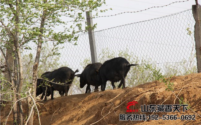 西藏藏香猪猪肉价格