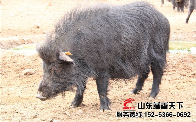 西藏香猪