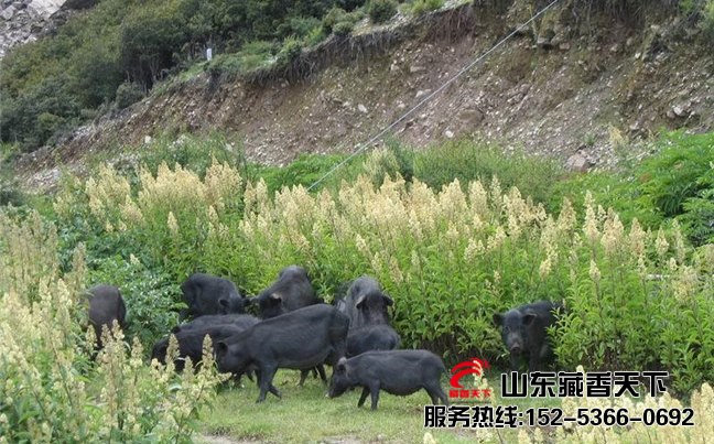 高原藏香猪