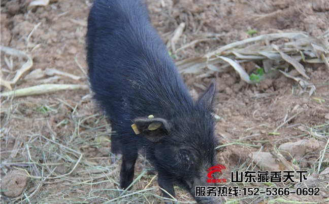 藏香猪打针