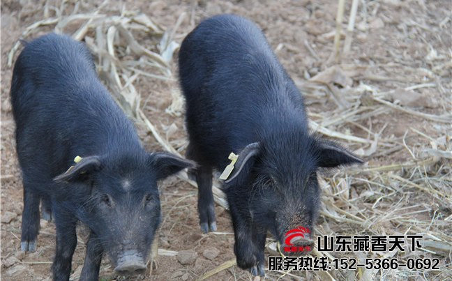 藏香猪打针